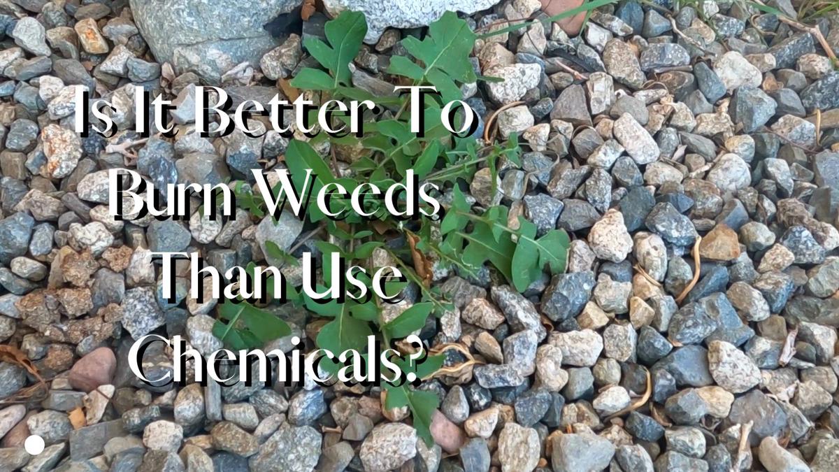 Is It Better To Burn Weeds Than Use Chemicals?