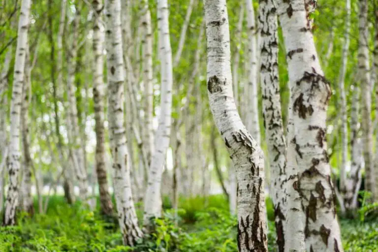 Why is My Birch Tree Peeling?