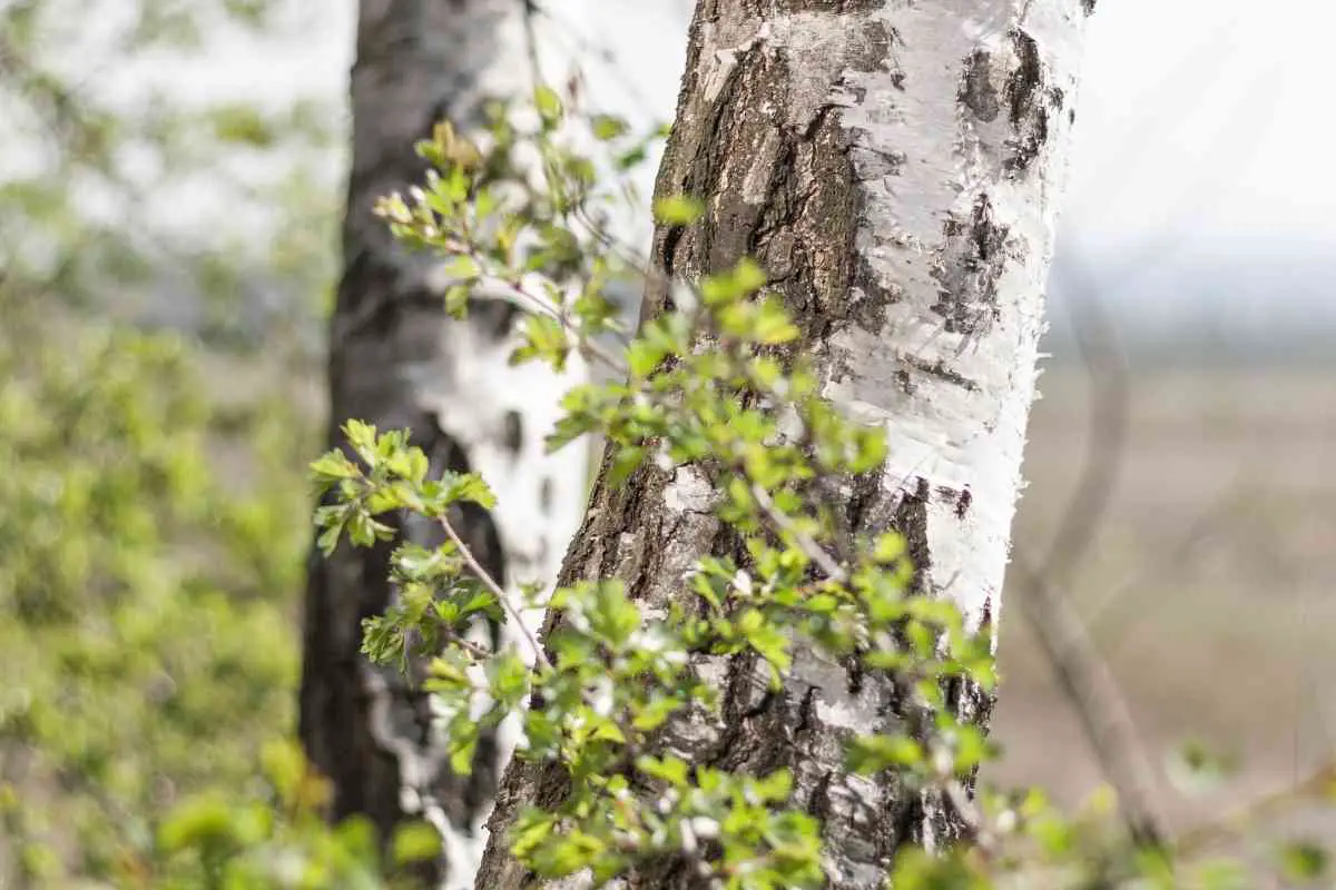 Why is My Birch Tree Peeling?