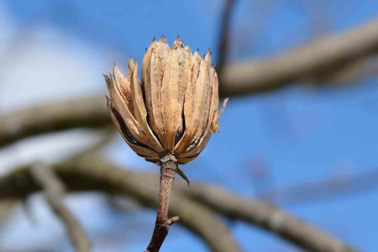 How To Tell If Your Tulip Poplar Is Dying (Early Signs)