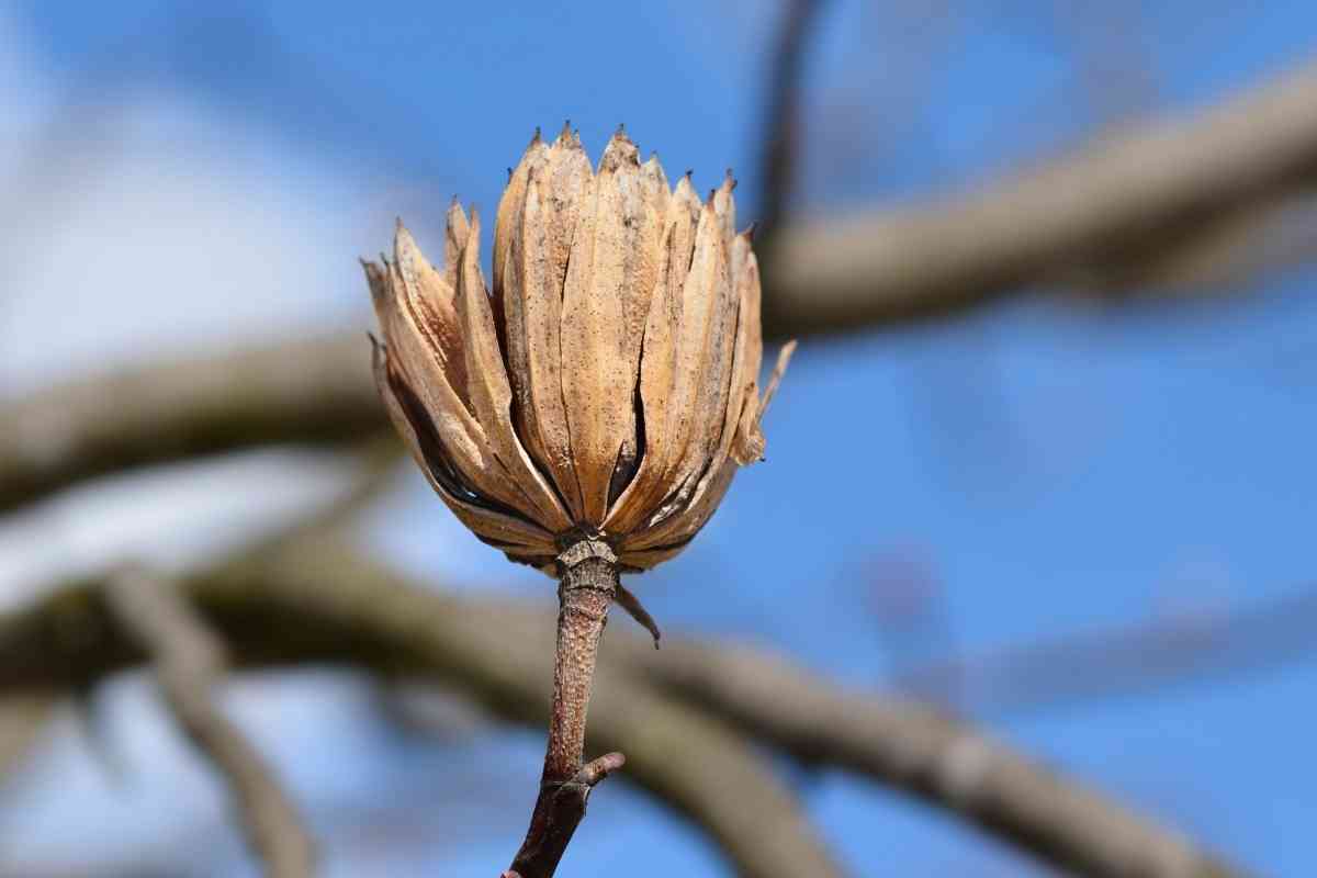 How To Tell If Your Tulip Poplar Is Dying (Early Signs)