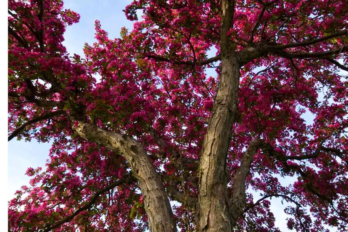 How to Grow a Healthy Crabapple Tree in a Pot