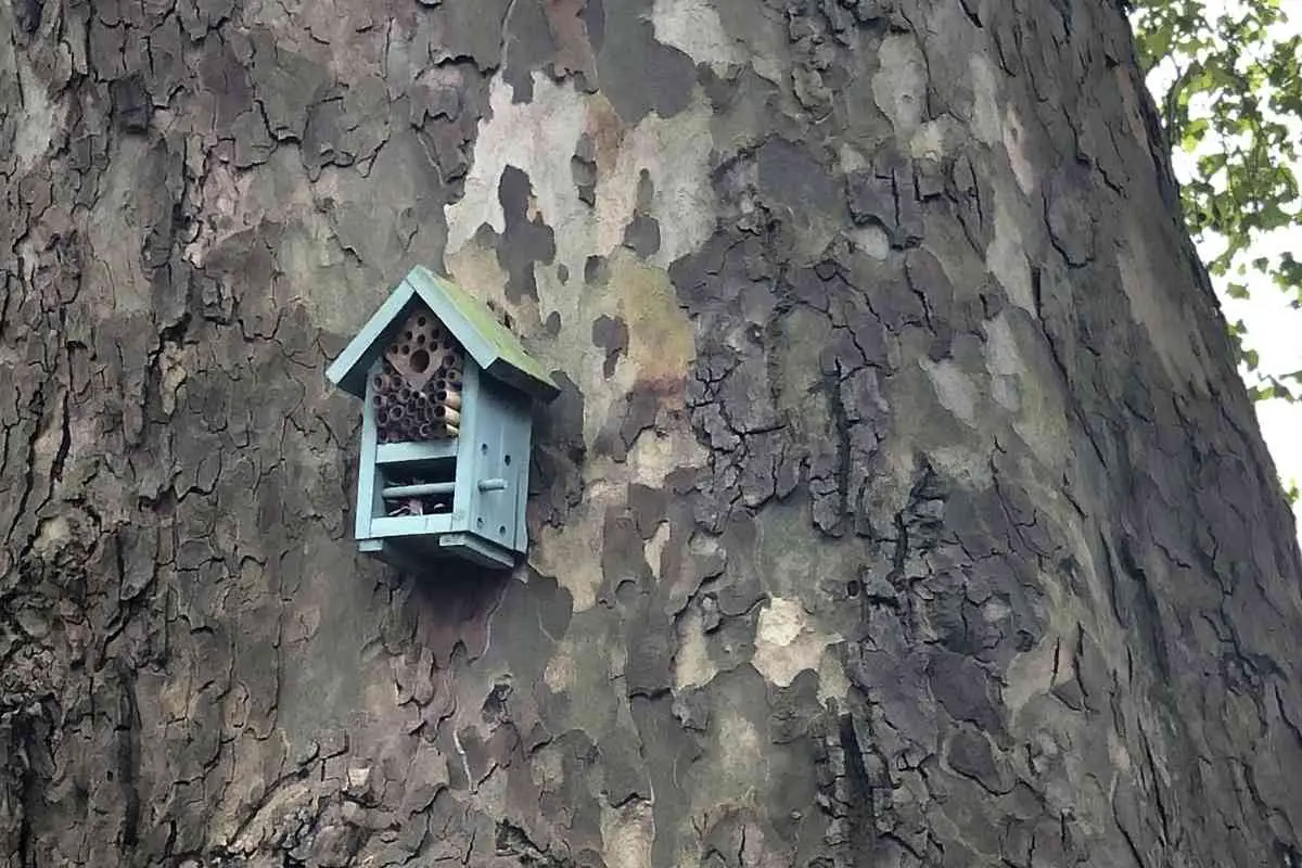 How High To Hang An Insect House?