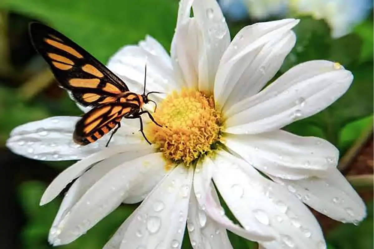 Why Attract Butterflies into Your Garden