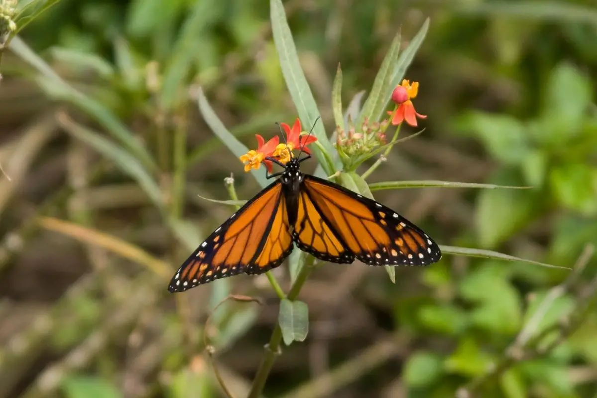 Why Attract Butterflies into Your Garden