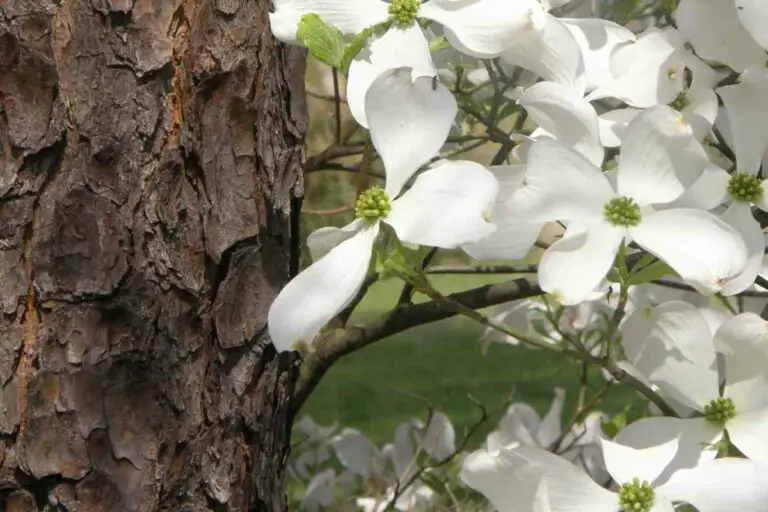 Do Dogwood Trees Smell Bad?