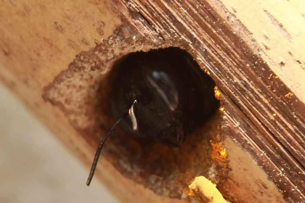 Do Carpenter Bee Houses Work? (Guide On How to Home Them)