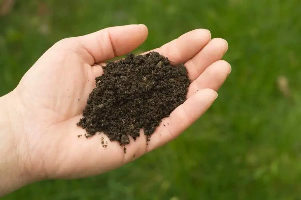 Does Organic Soil Have Bugs