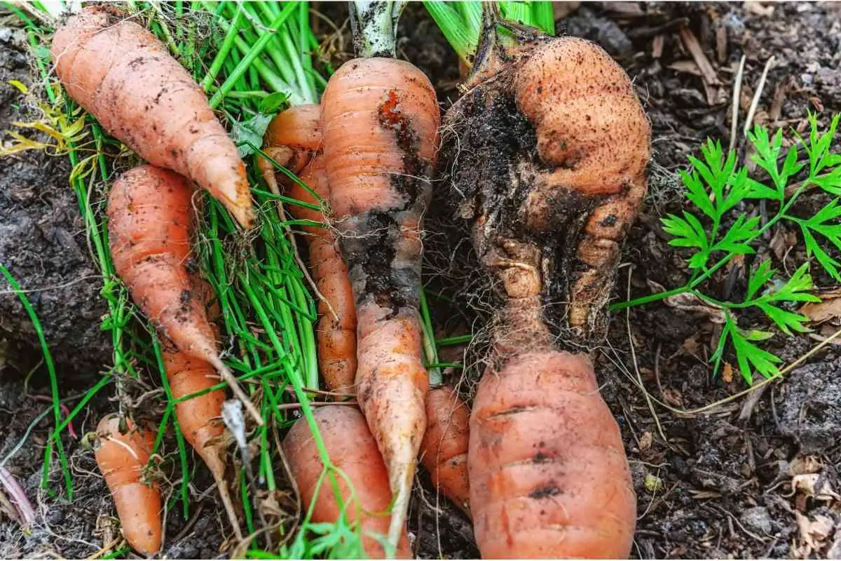 How To Get Rid Of Carrot Flies In An Organic Garden