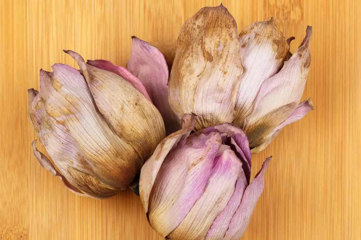 Can Plants Die of Old Age?