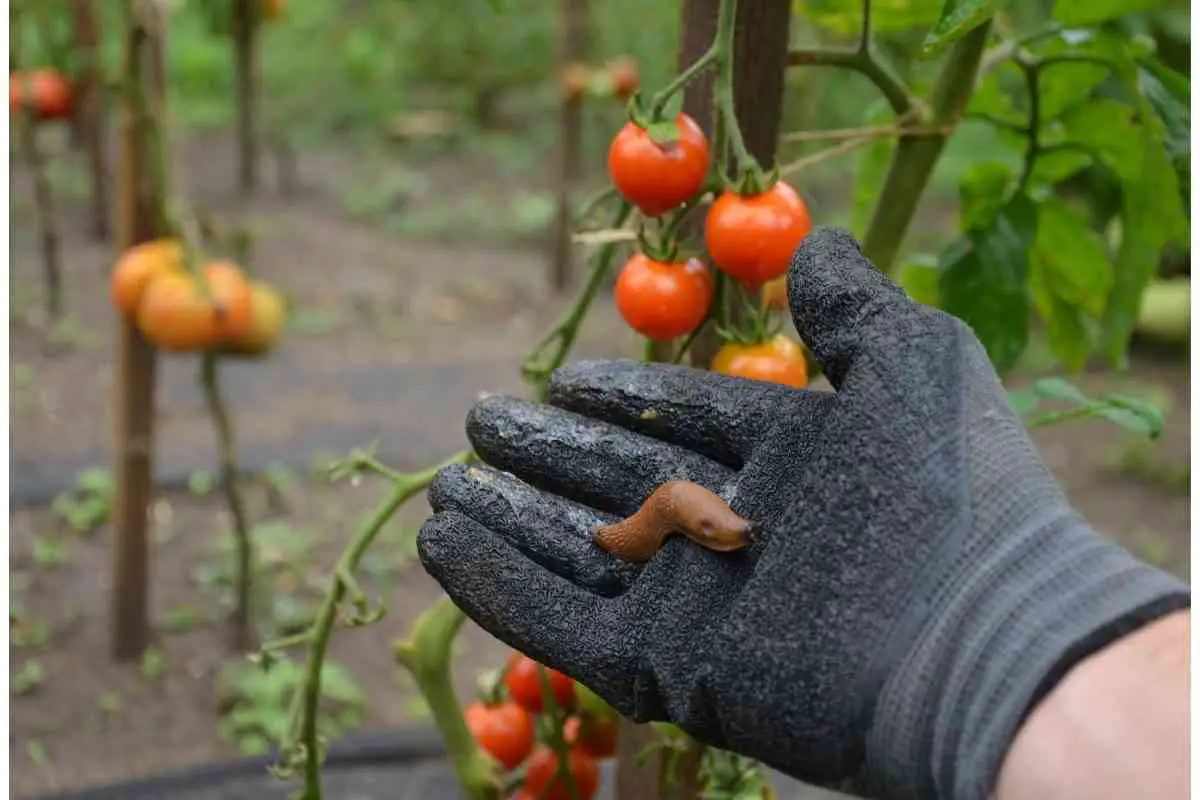 How To Get Rid Of Slugs Organically No Harsh Chemicals
