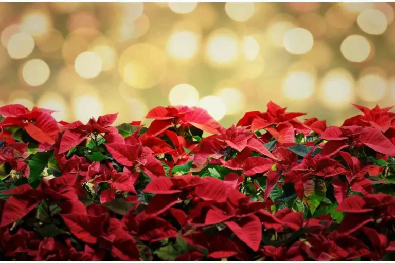 10 Most Beautiful Christmas Plants That Can Live Outside