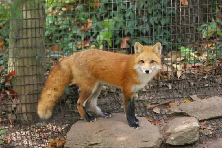 Can Foxes Climb Fences? ( Fox Facts You Need To Know )