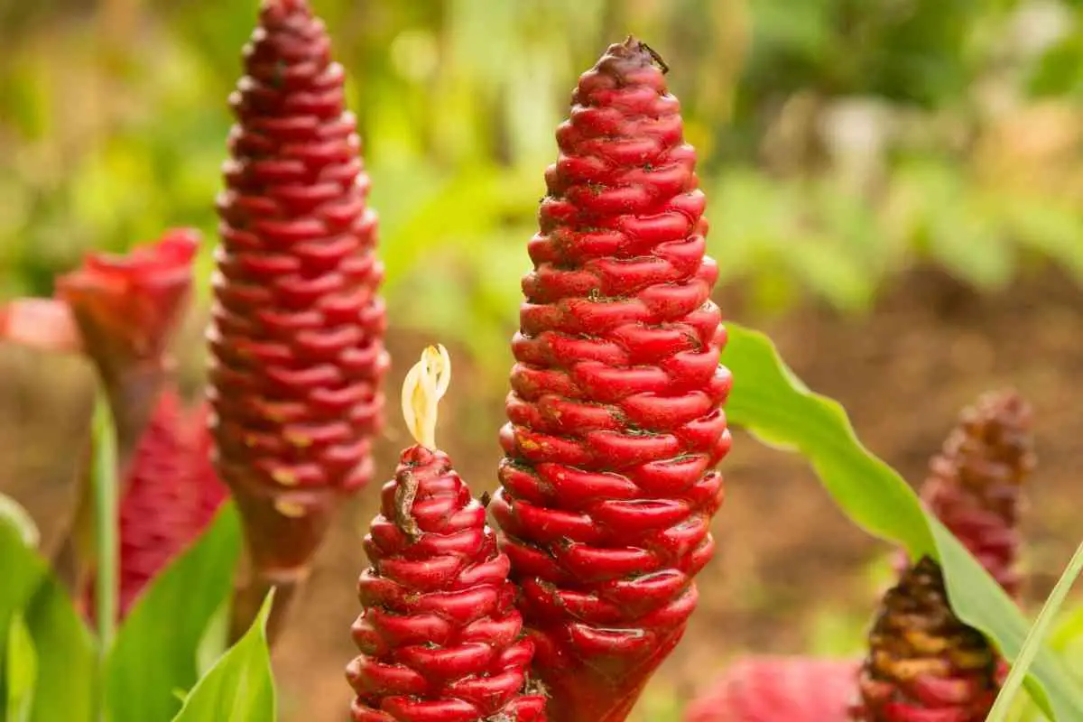 Shampoo Plant Complete Guide