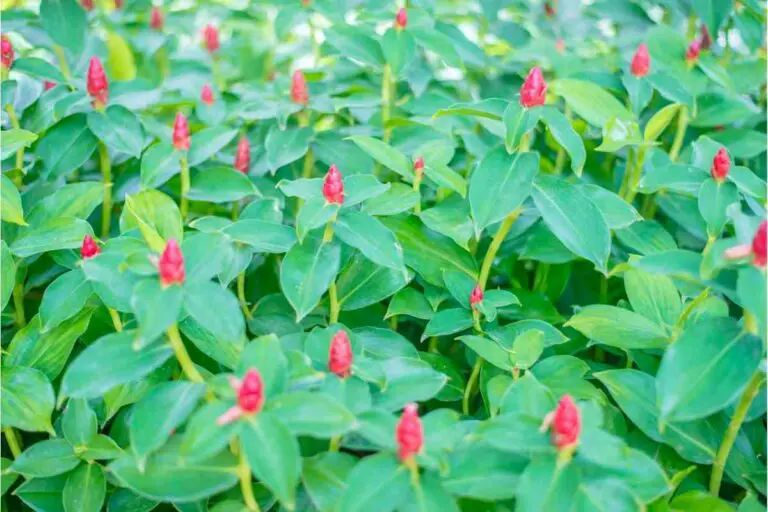 Shampoo Plant Complete Guide