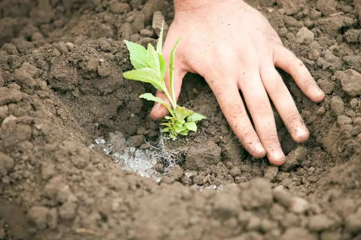 Best Water Gels & Water Retention Products For Plants