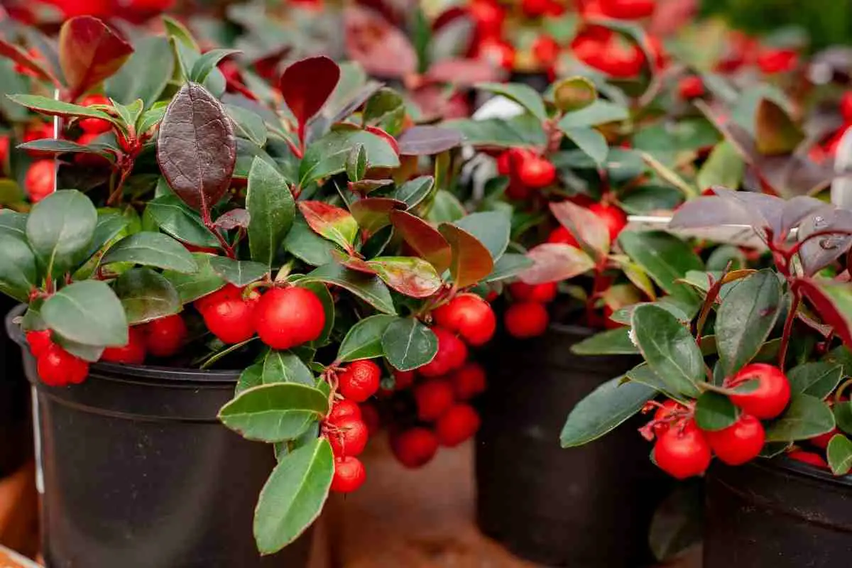Holly Bushes in Pots Care Guide)