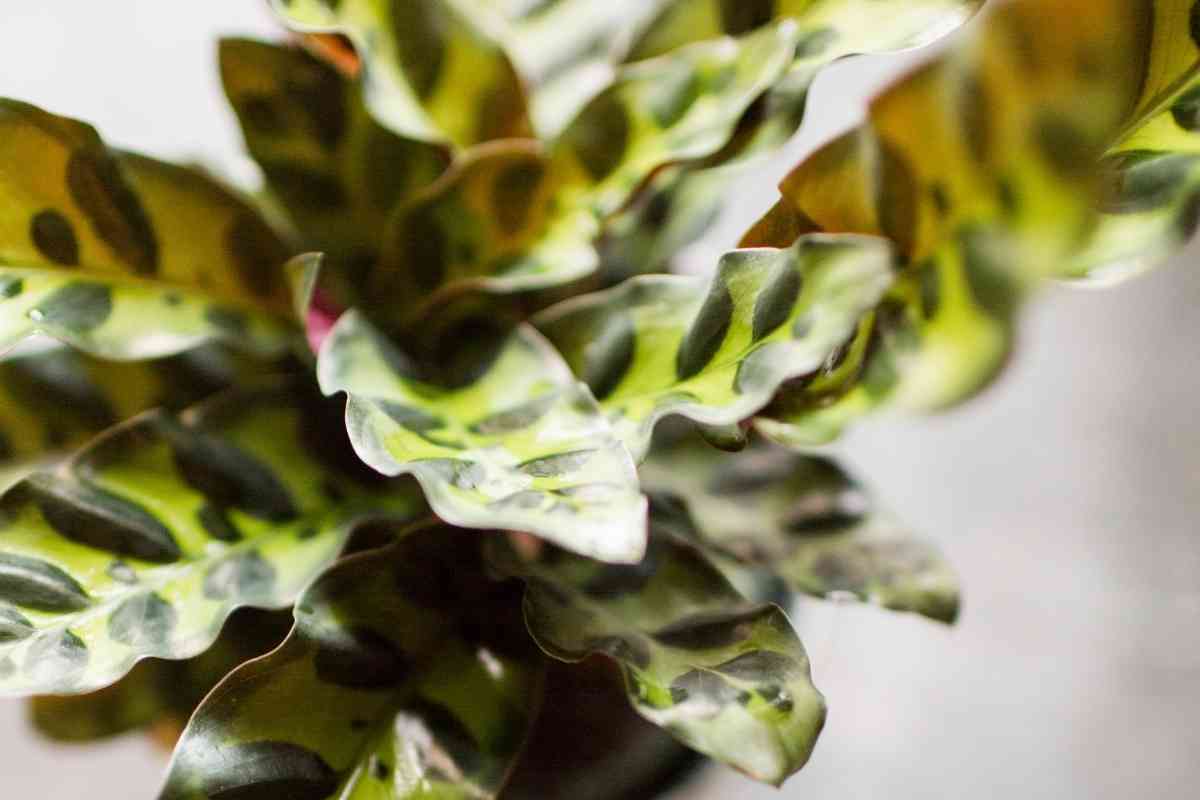 Why Are My Calathea Rattlesnake Leaves Curling?
