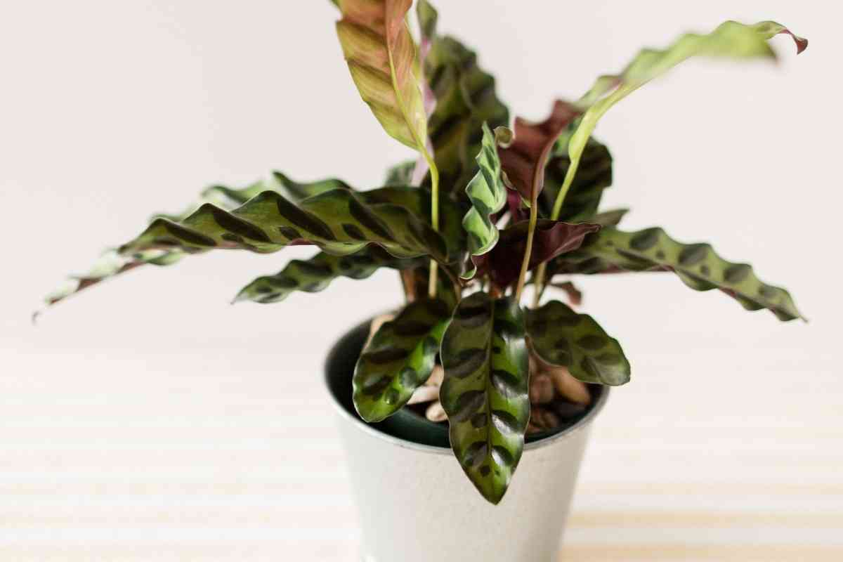 Why Are My Calathea Rattlesnake Leaves Curling?