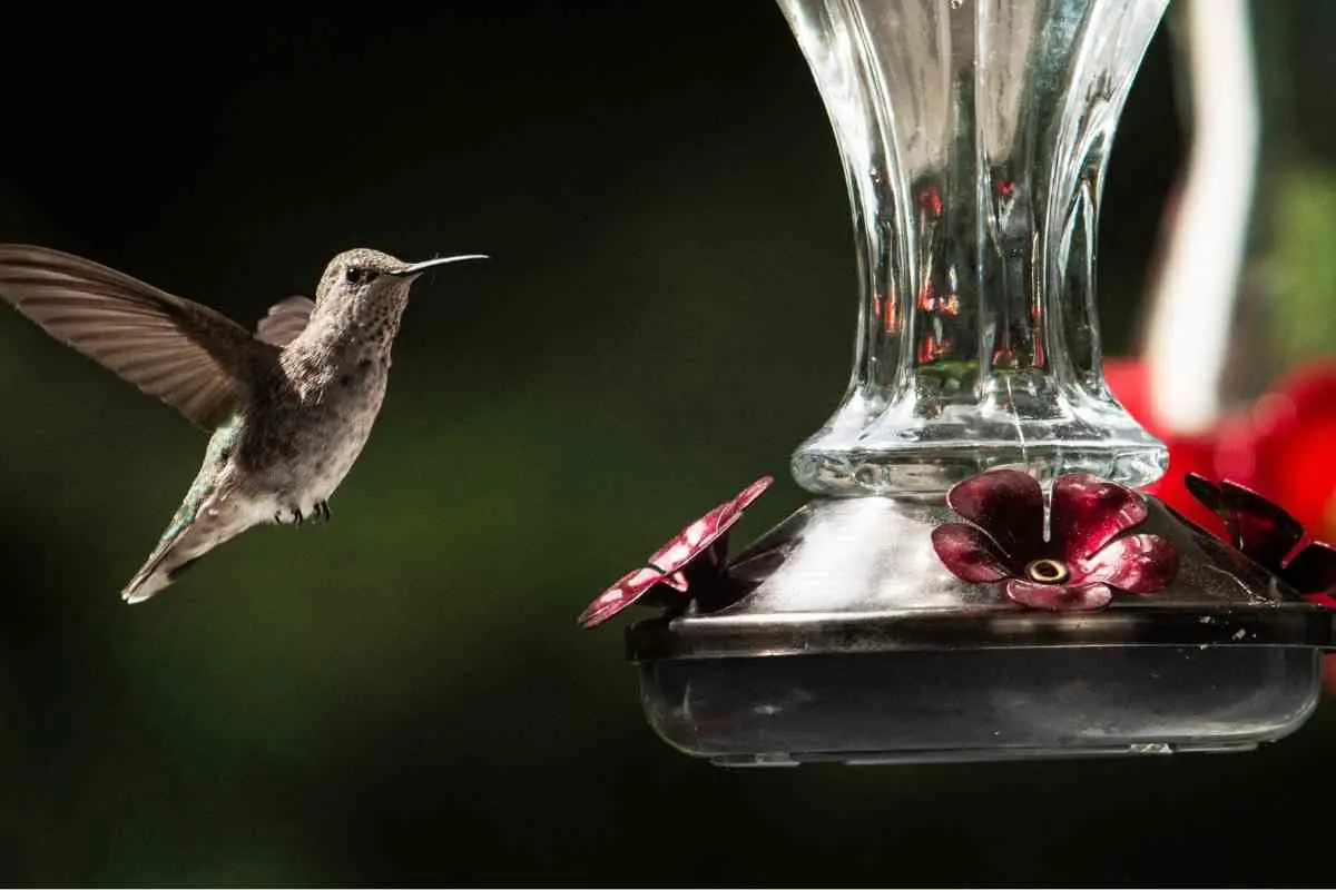 Can Hummingbird Feeder Be Near Regular Bird Feeders?