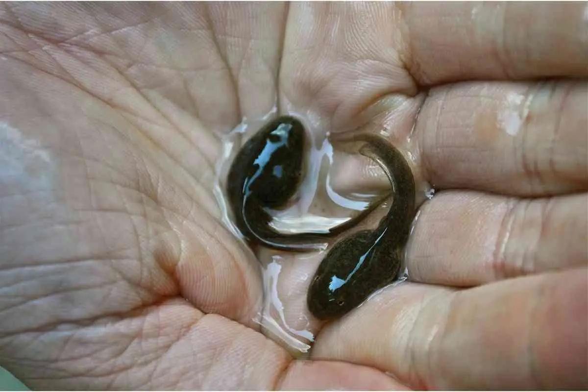 Can Tadpoles Eat Fish Food?
