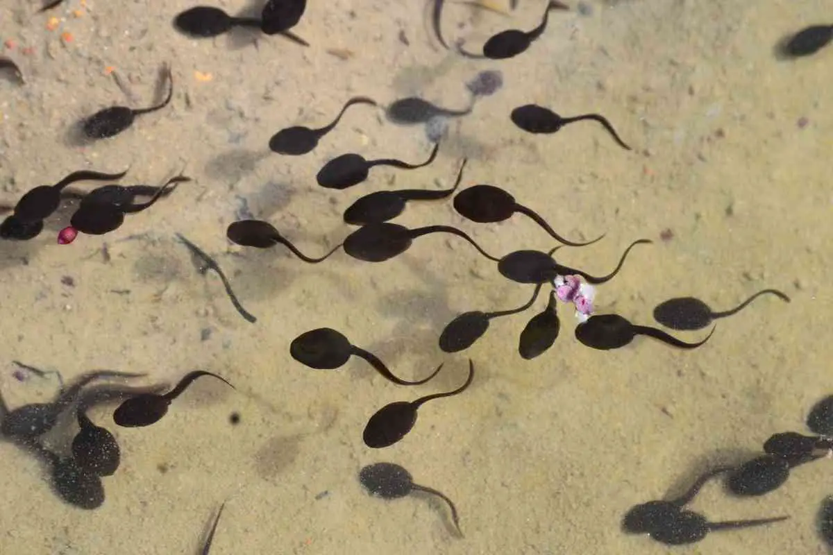 Can Tadpoles Eat Fish Food?