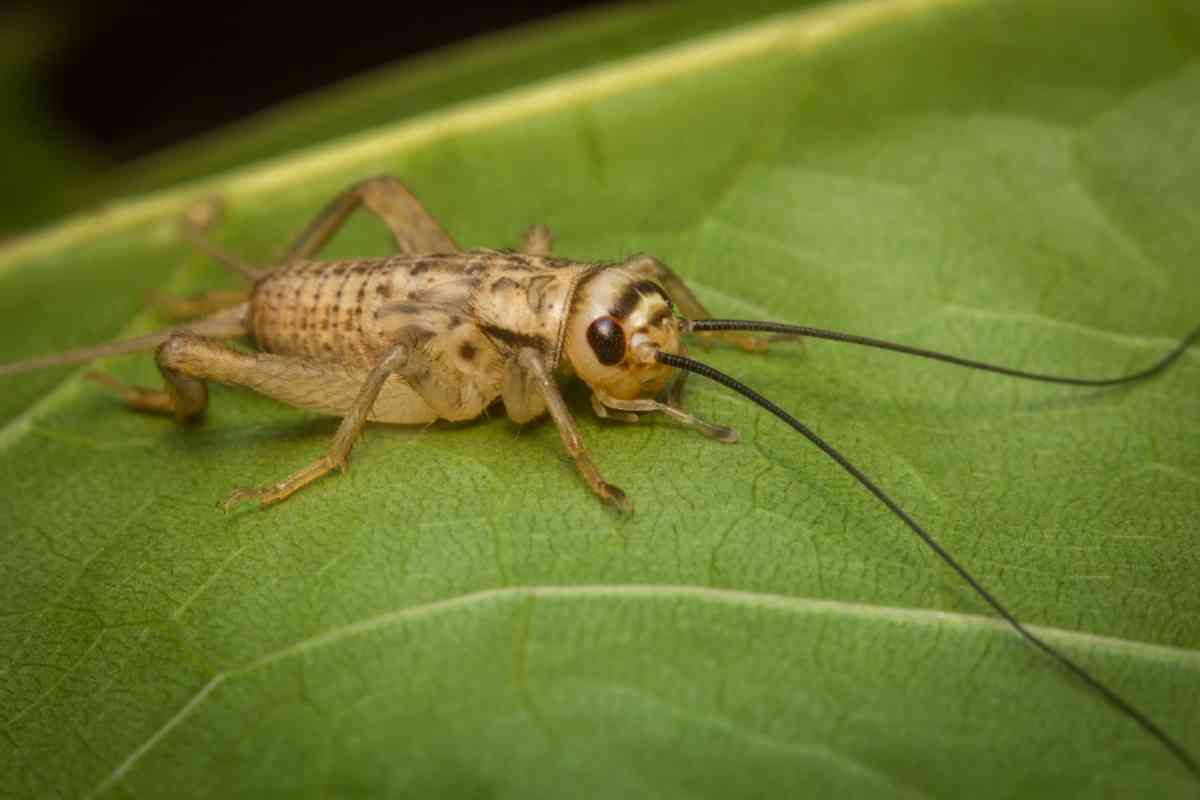 How To Get Rid of Crickets and Prevent Lawn Damage (No Harsh Chemicals)