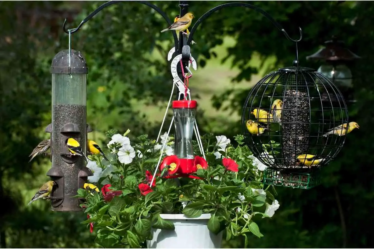 Can Hummingbird Feeder Be Near Regular Bird Feeders?