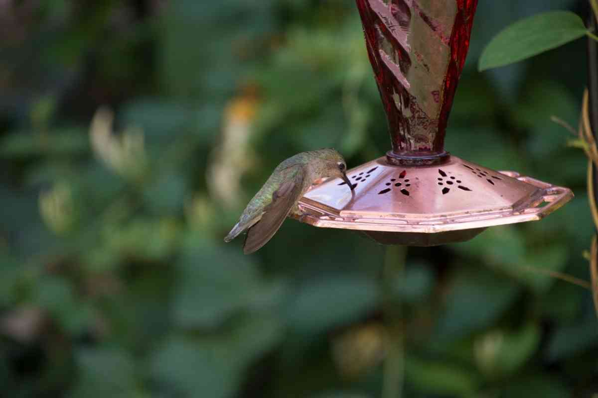 Are Metal Hummingbird Feeders Bad?