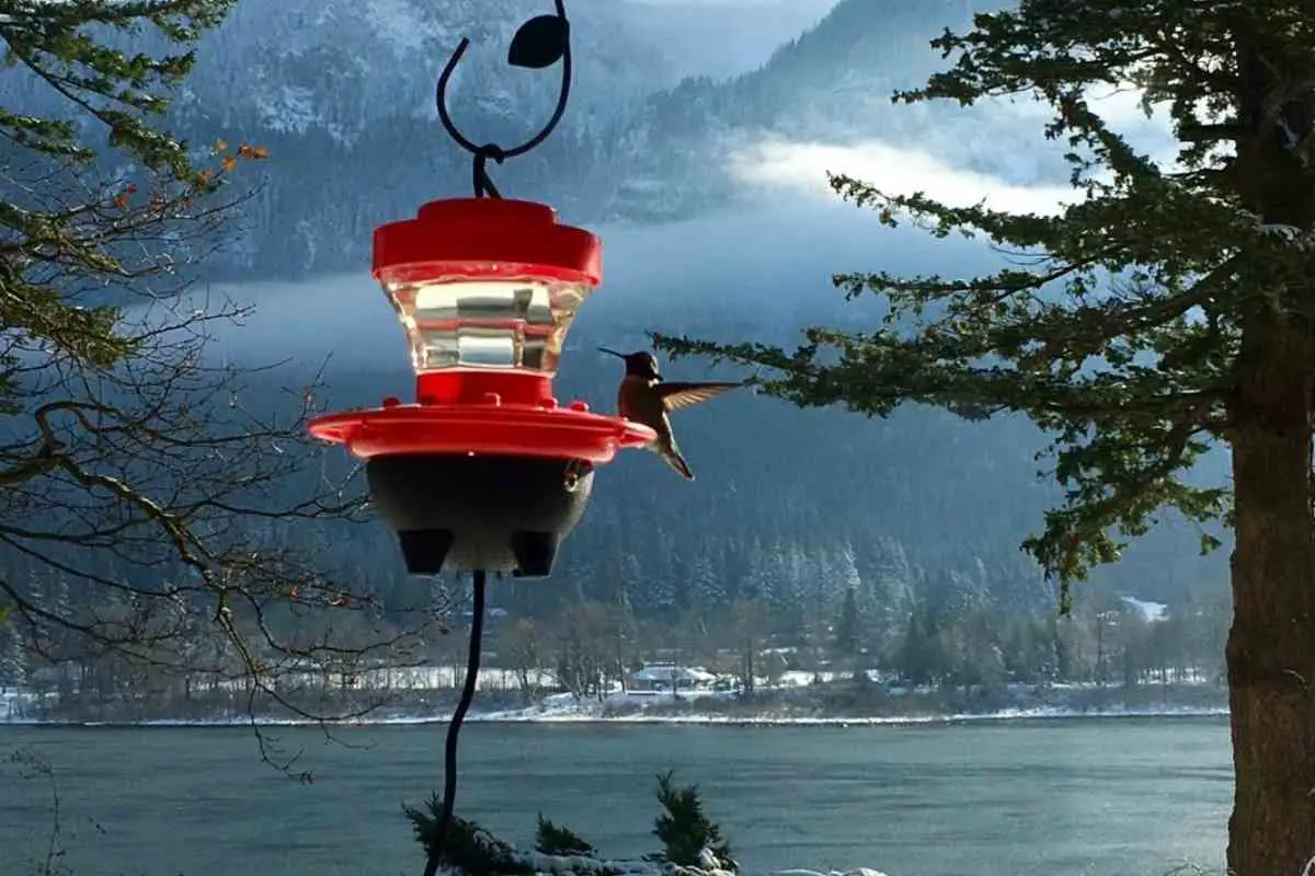 Best Heated Hummingbird Feeders