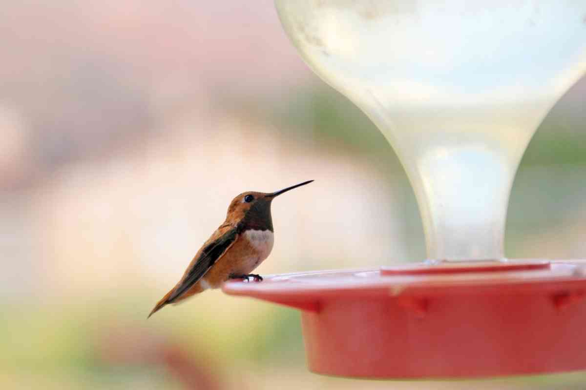 How Long Does It Take for Hummingbirds To Find Feeder?