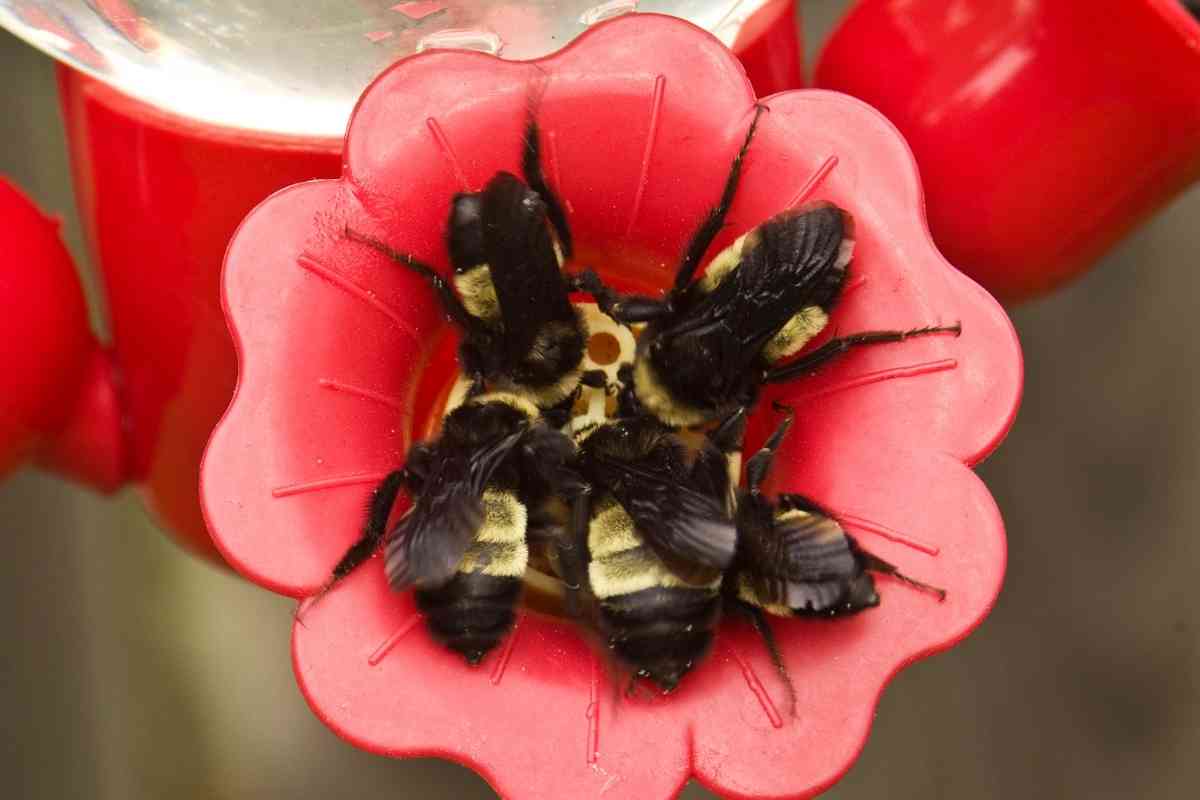 How Long Does It Take for Hummingbirds To Find Feeder?