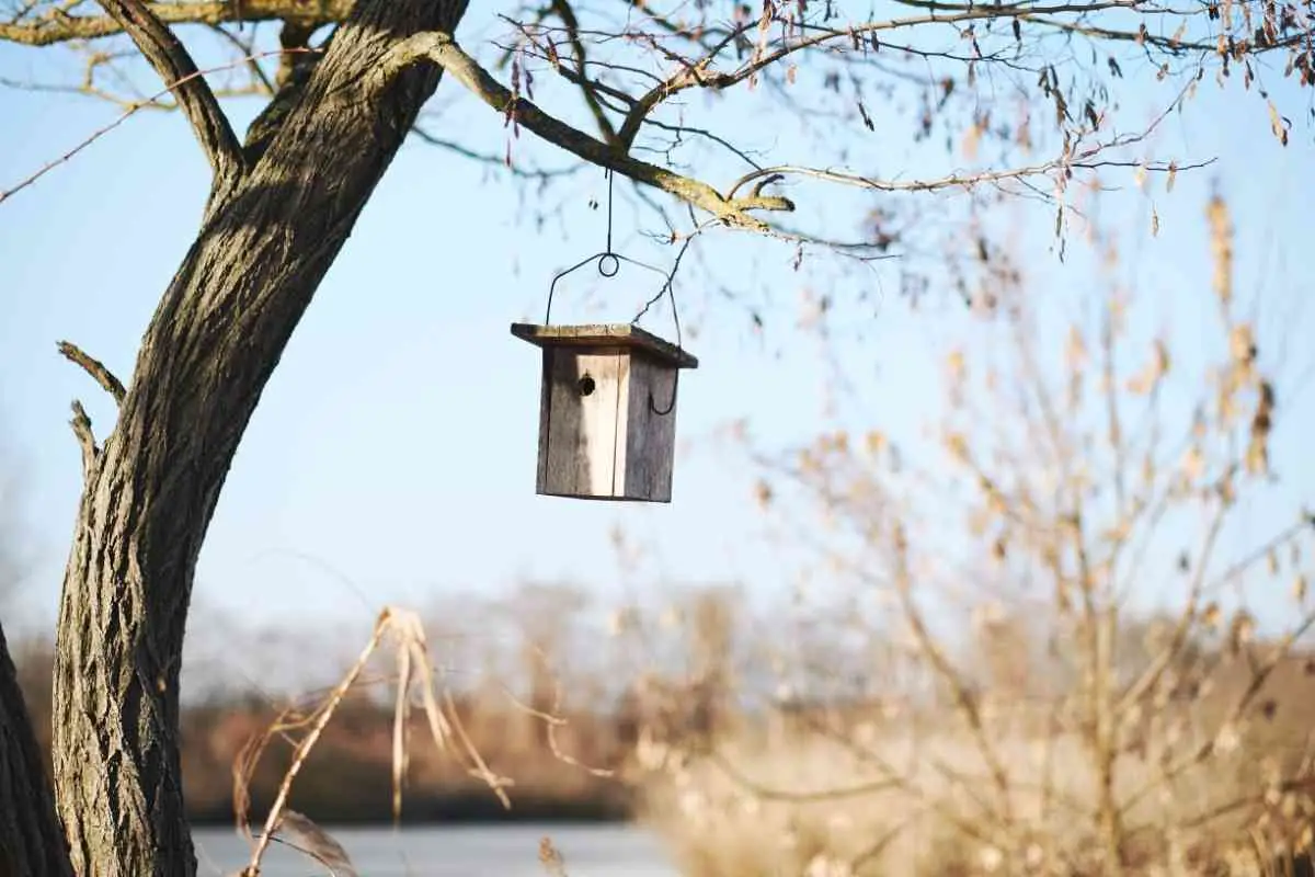 How High Should Bird Feeders Be off the Ground?