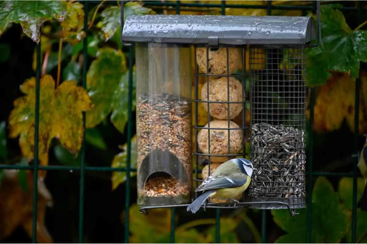 How High Should Bird Feeders Be off the Ground?