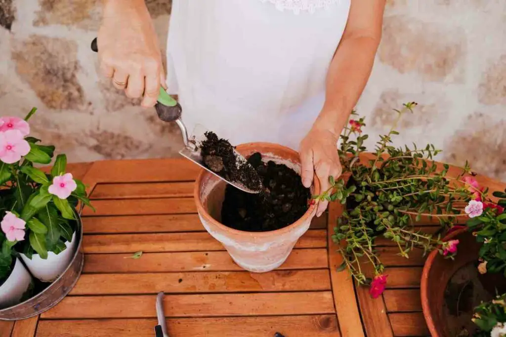 Adding manure to potted plants  process