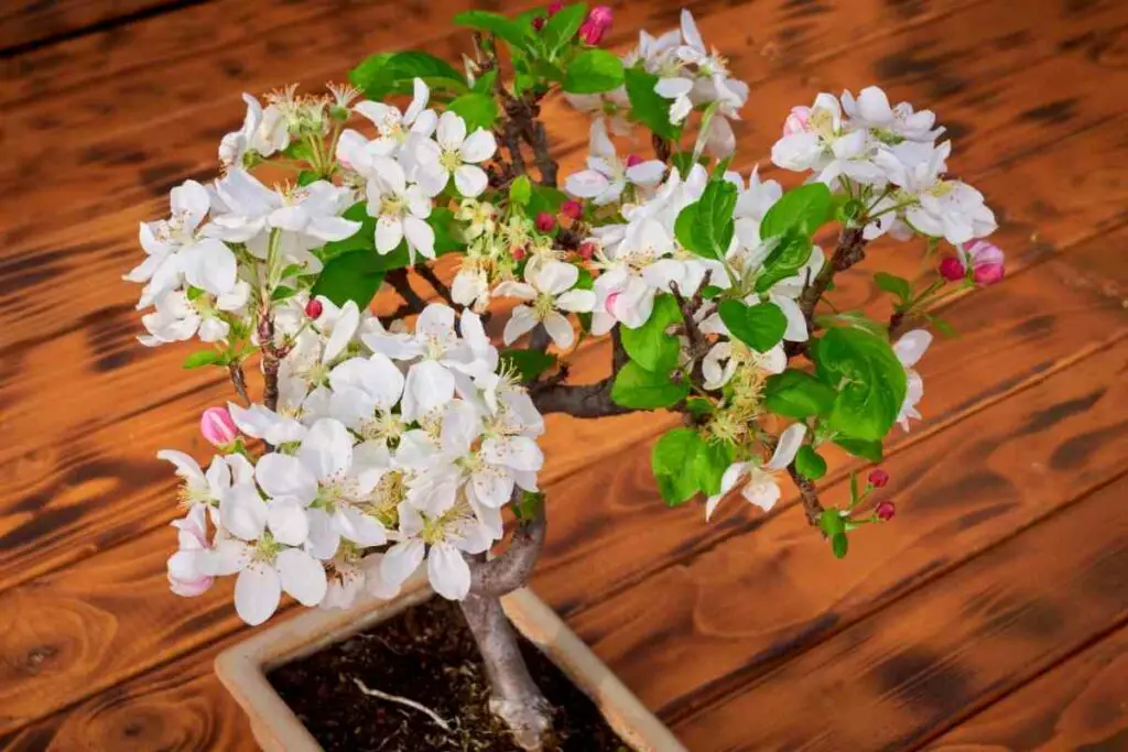 Apple Bonsai tree flowering white