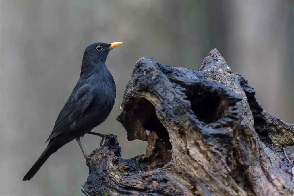 Blackbirds are territorial birds