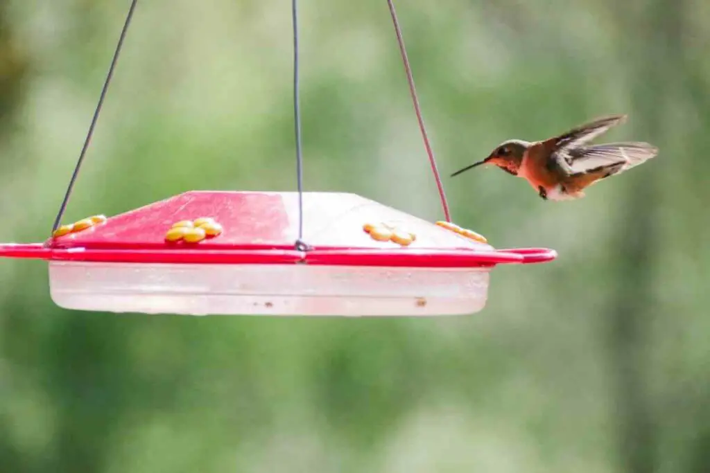 Avoid artificial sweeteners when feeding hummingbirds