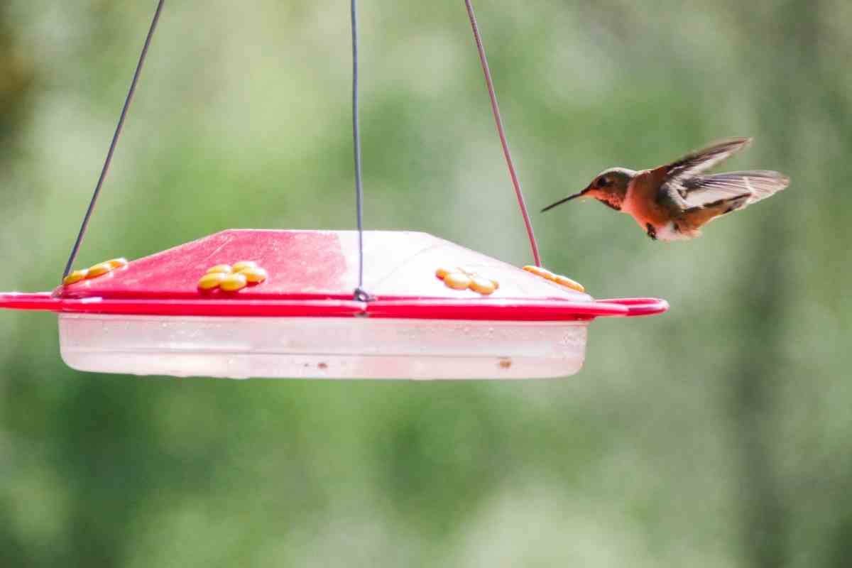 Feeding Hummingbirds in Winter