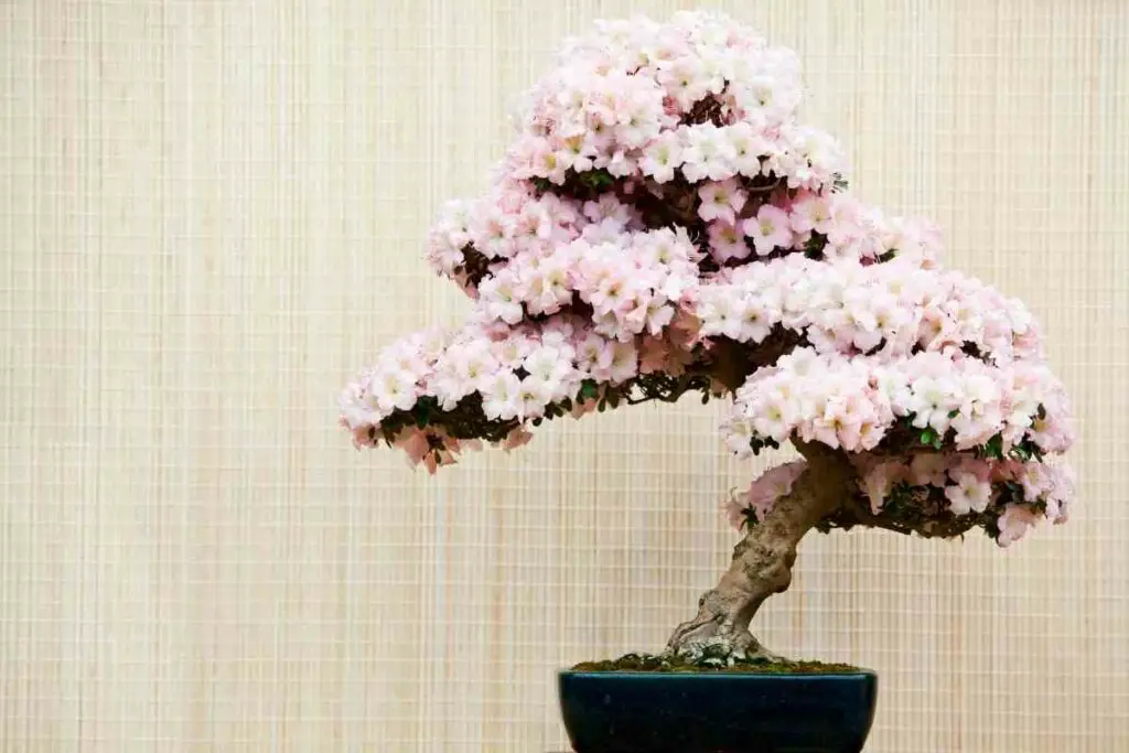 Azalea Bonsai Trees white pink flowers