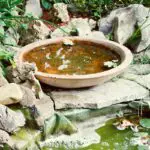 Best Mini Pond Kit For Gardens