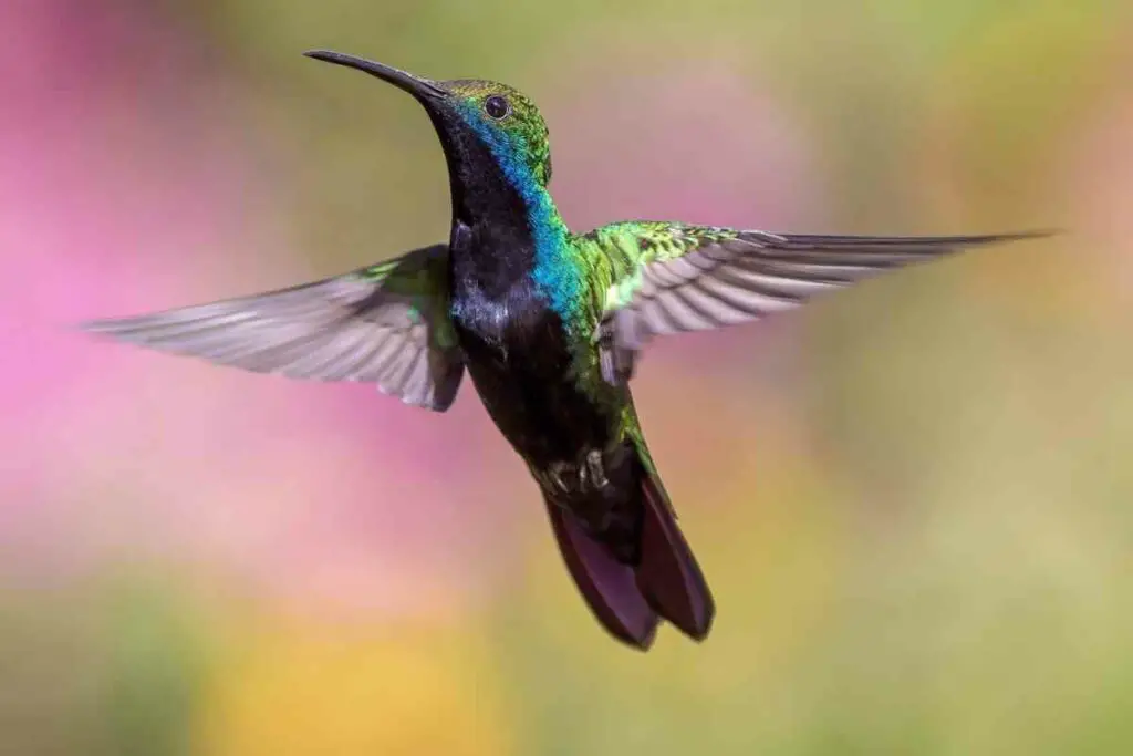 Best heated hummingbird feeders buyer's guide