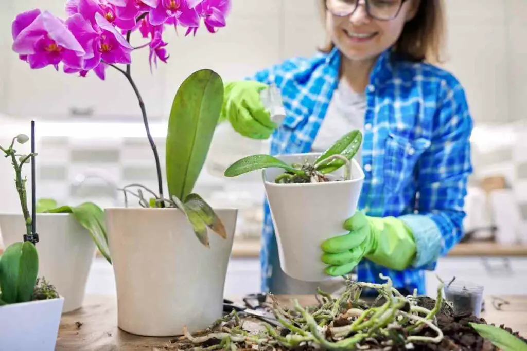 Best pots for growing orchids complete guide