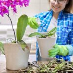 Best pots for growing orchids complete guide