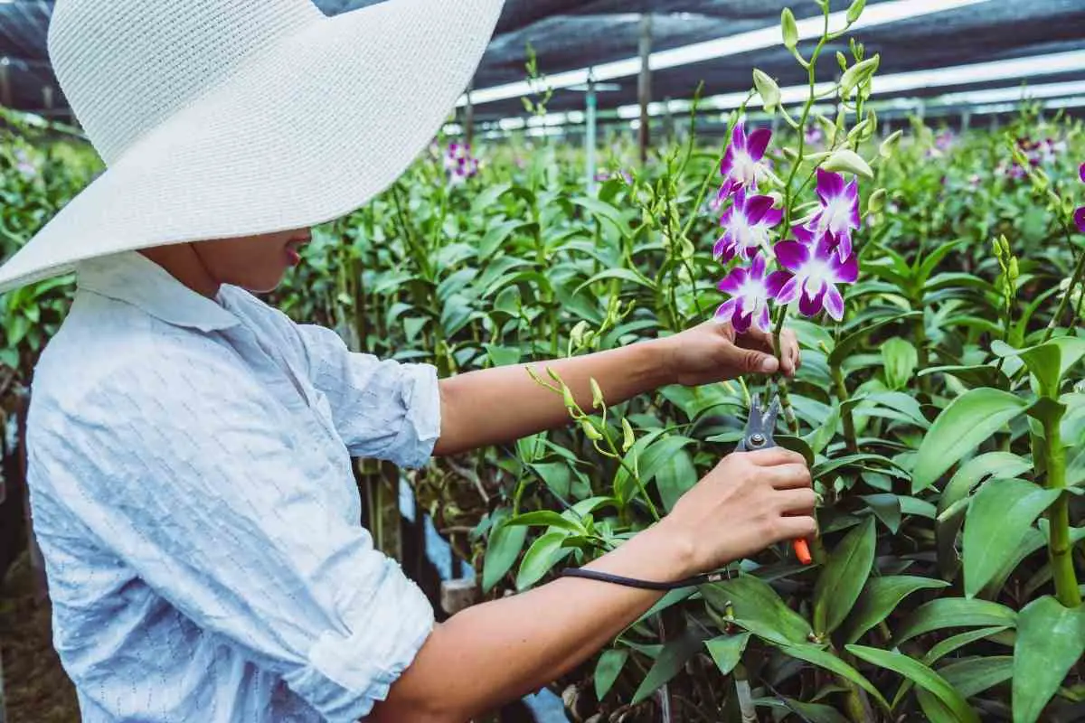 Best Pots for Growing Orchids (Sizes and Types)