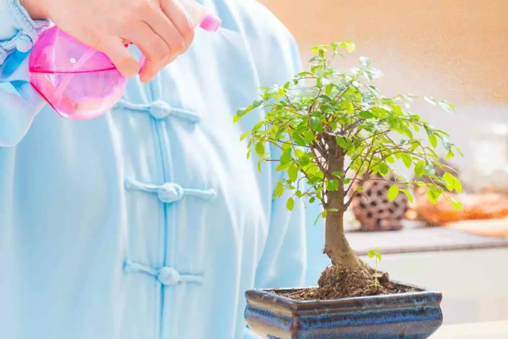 Watering your bonsai tree