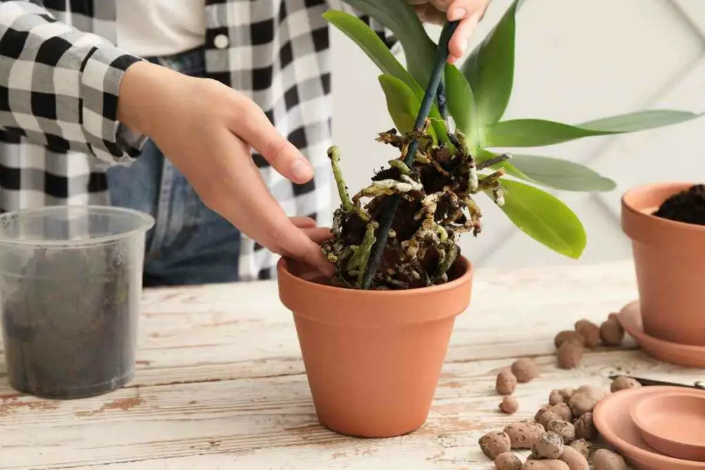 Best type of pot for growing Orchids tips