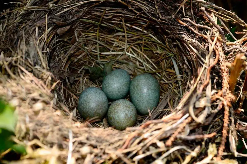 Blackbirds nest eggs