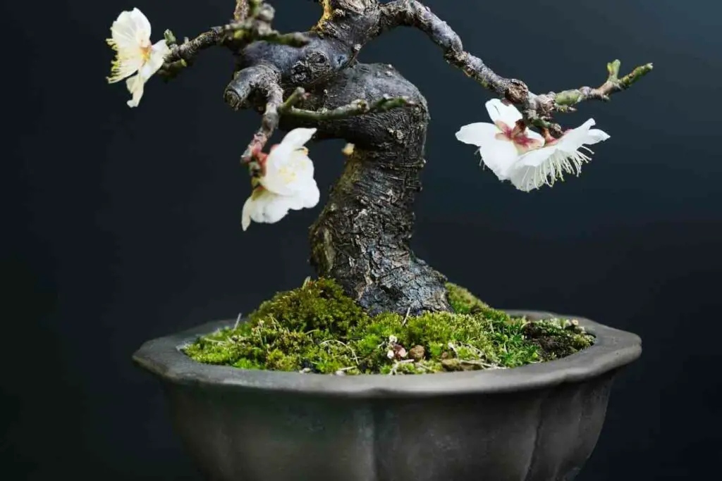 Bonsai tree with white flowers