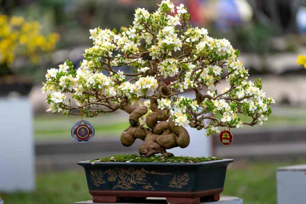 Bonsai Trees With White Flowers